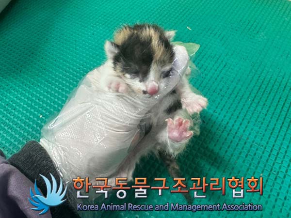 한국 고양이 이미지 파일 입니다.
